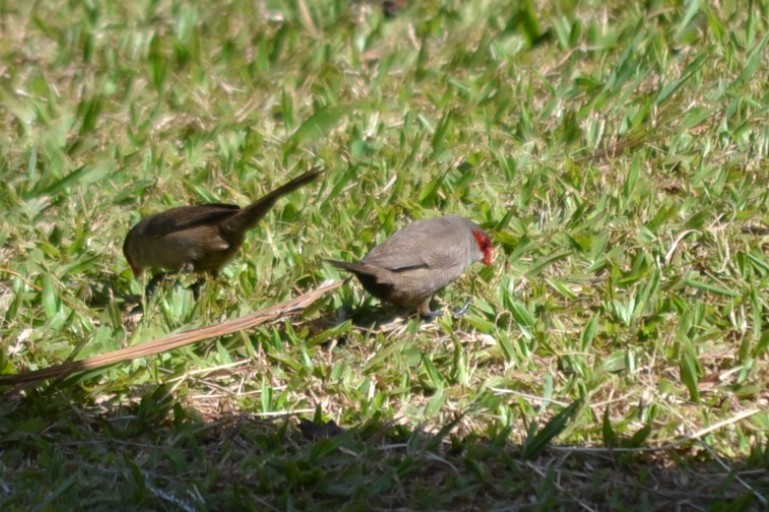 Common Waxbill - ML646868919