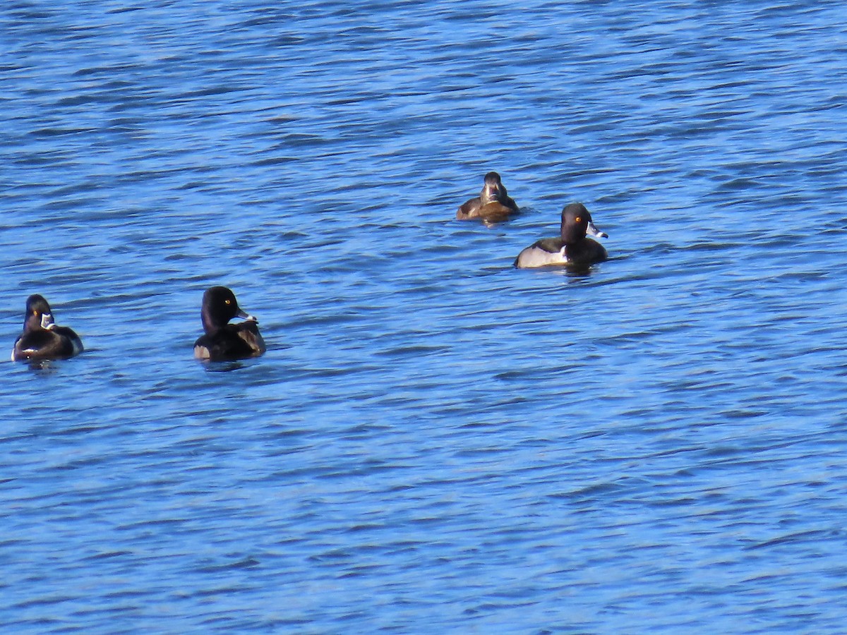 Чернь канадська - ML646868925