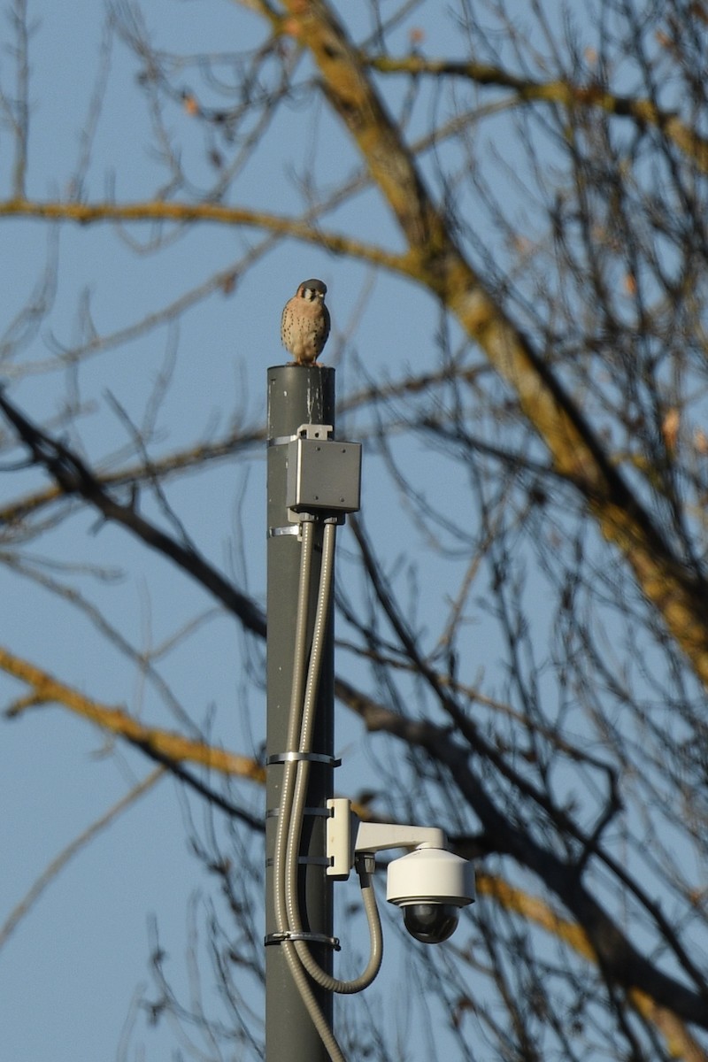 American Kestrel - ML646868927