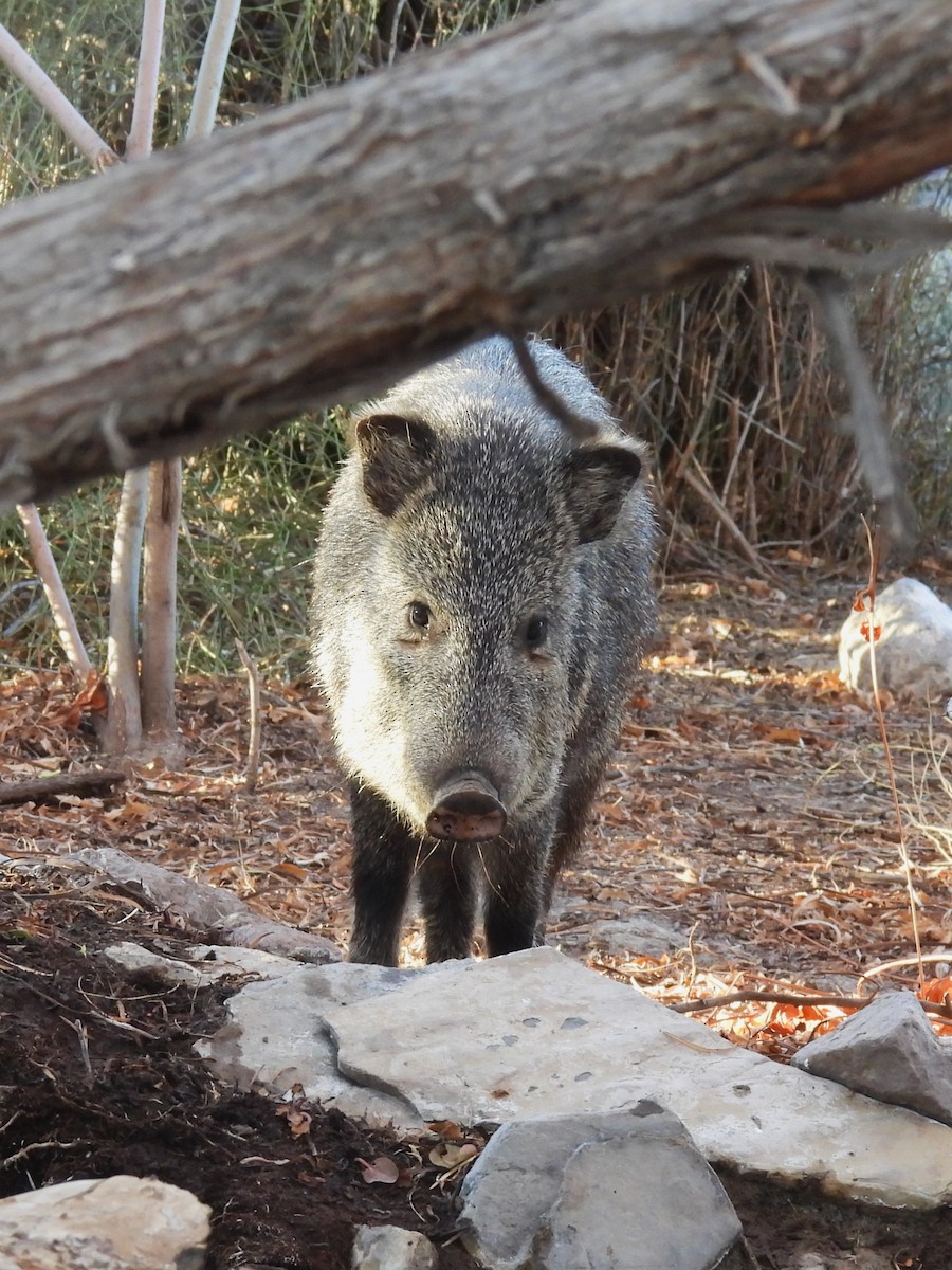Collared Peccary - ML646868931