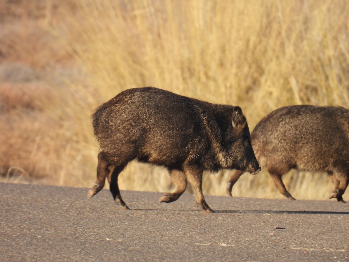Collared Peccary - ML646868932
