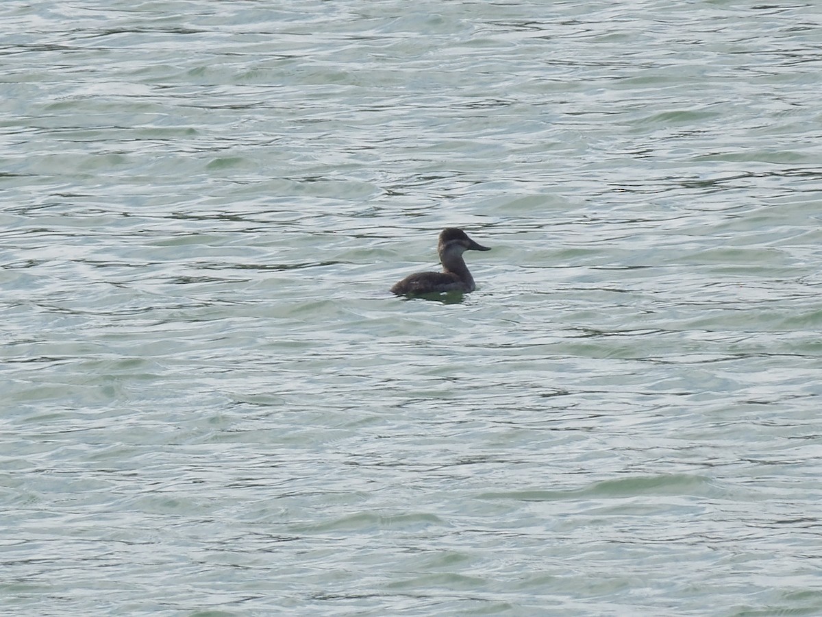 Савка американська - ML646868933