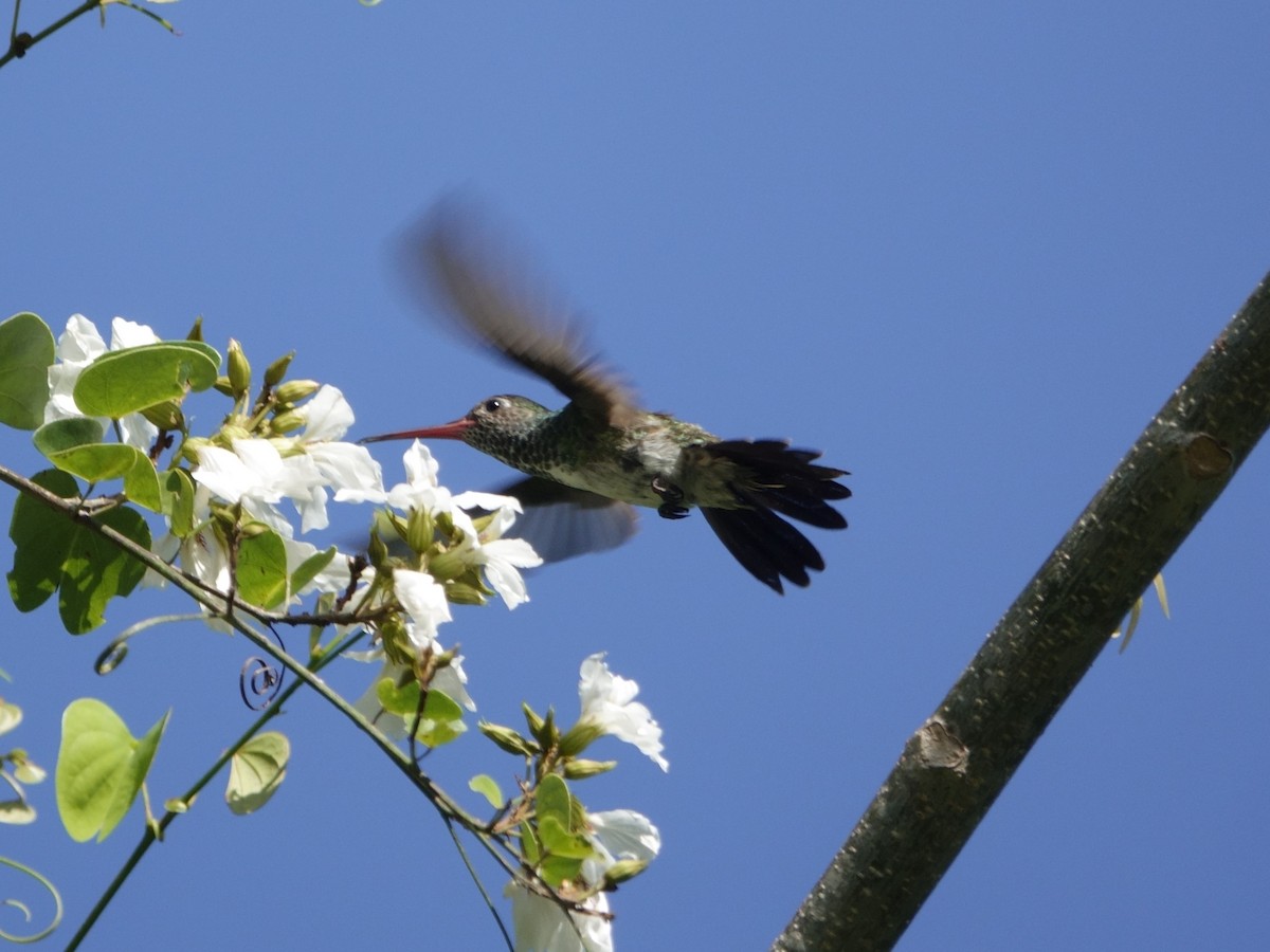 Glittering-throated Emerald - ML646868934