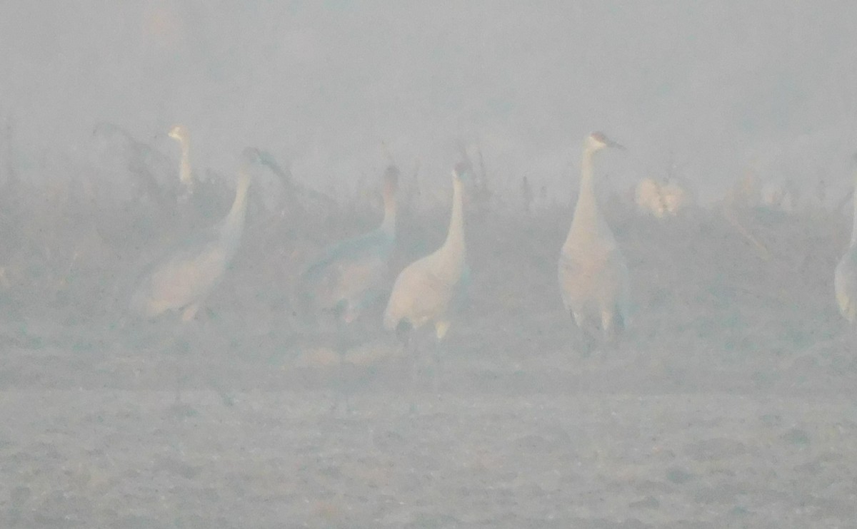 Журавель канадський - ML646868935