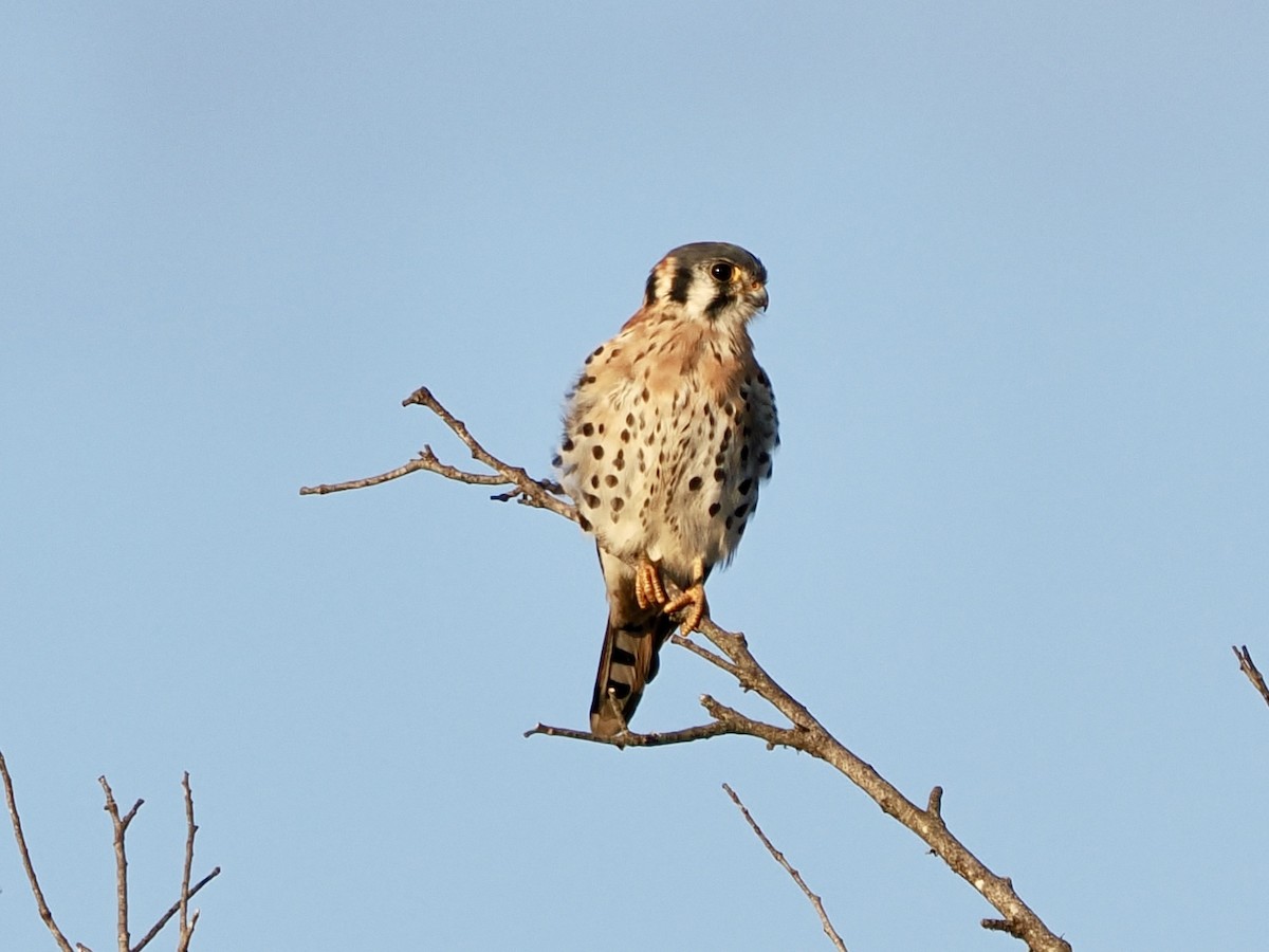 American Kestrel - ML646868936