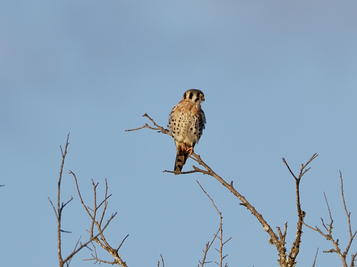 American Kestrel - ML646868937