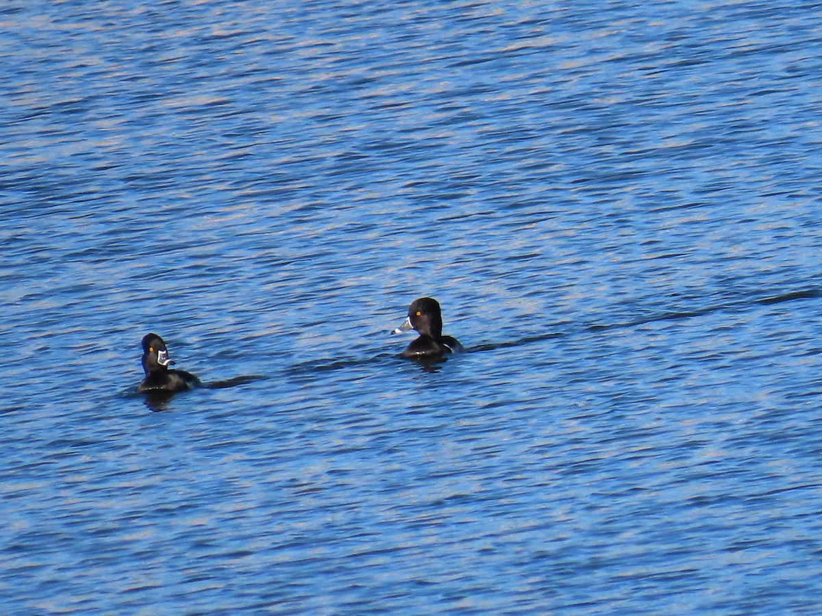 Чернь канадська - ML646868938