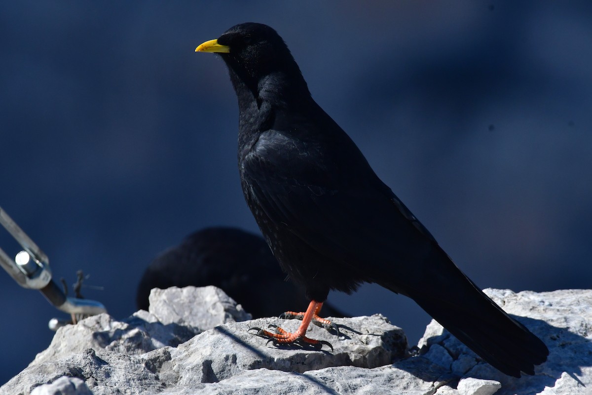 Yellow-billed Chough - ML646868939
