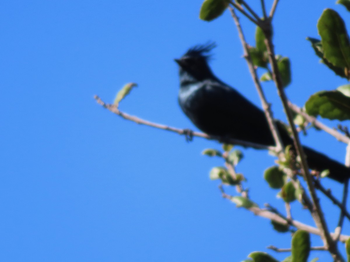 Phainopepla - ML646868940