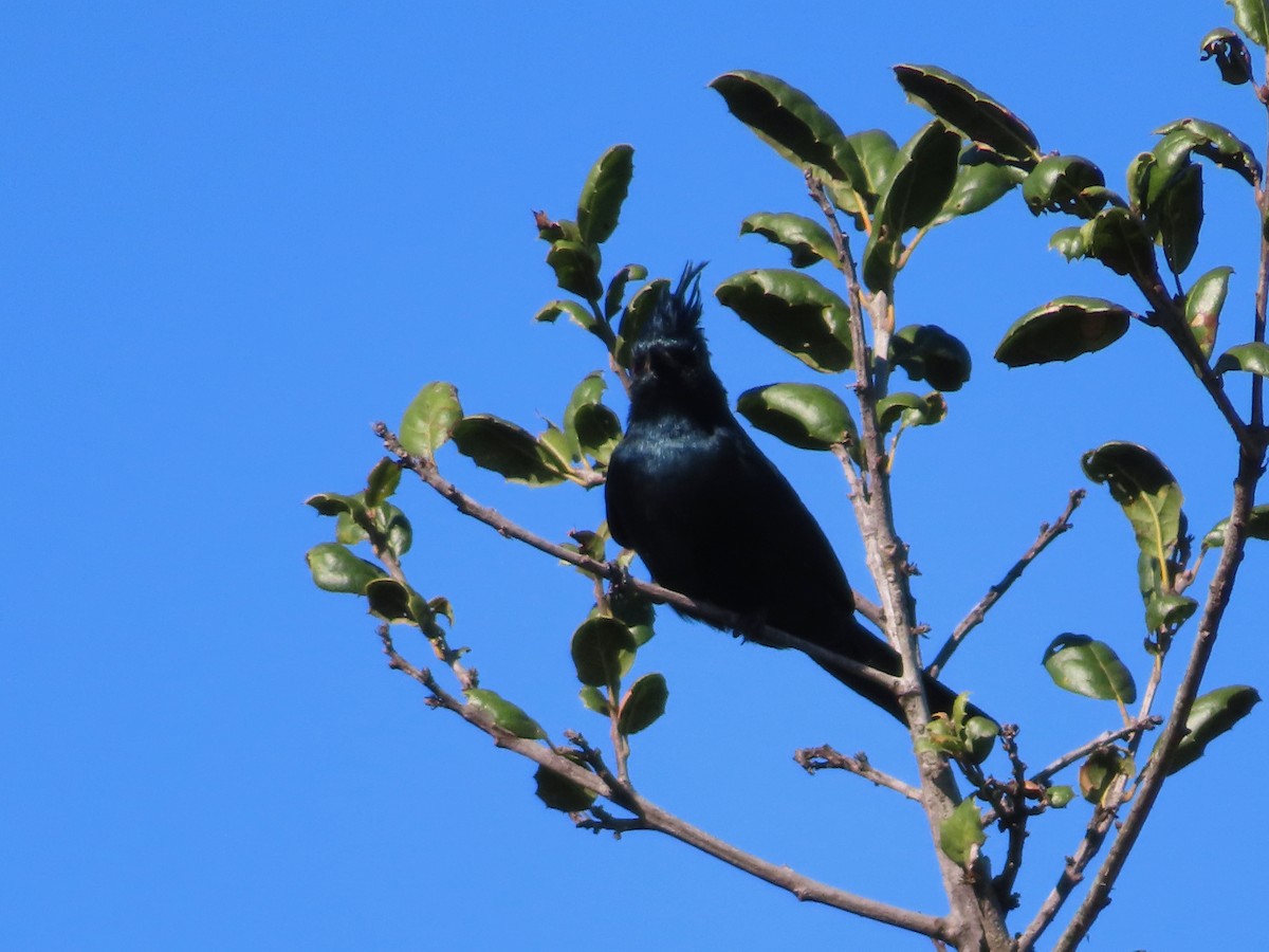 Phainopepla - ML646868941