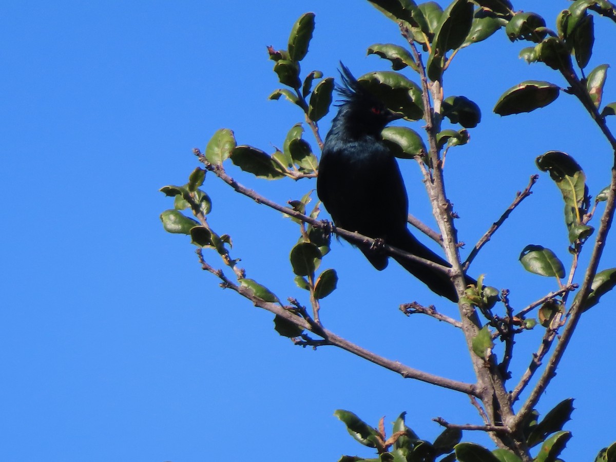 Phainopepla - ML646868942