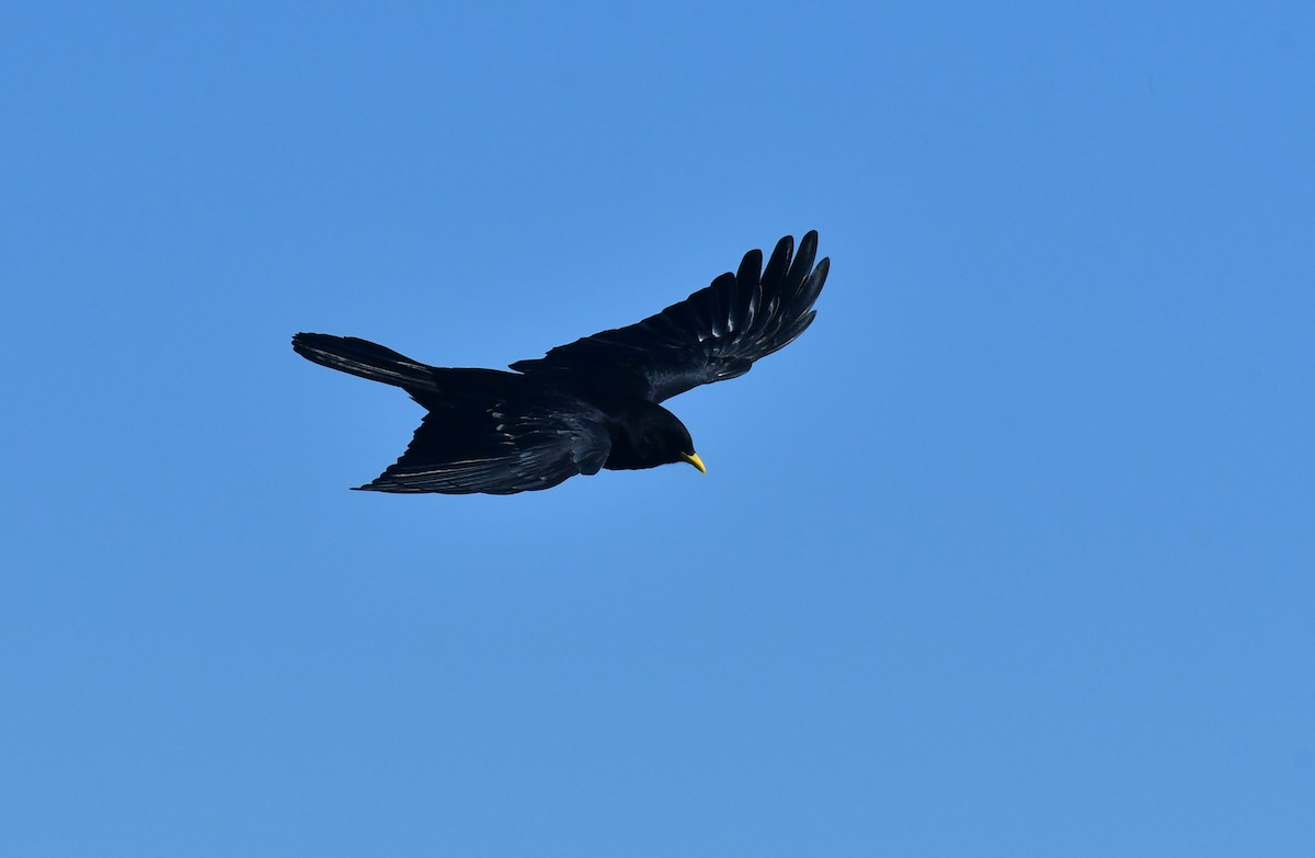 Yellow-billed Chough - ML646868944