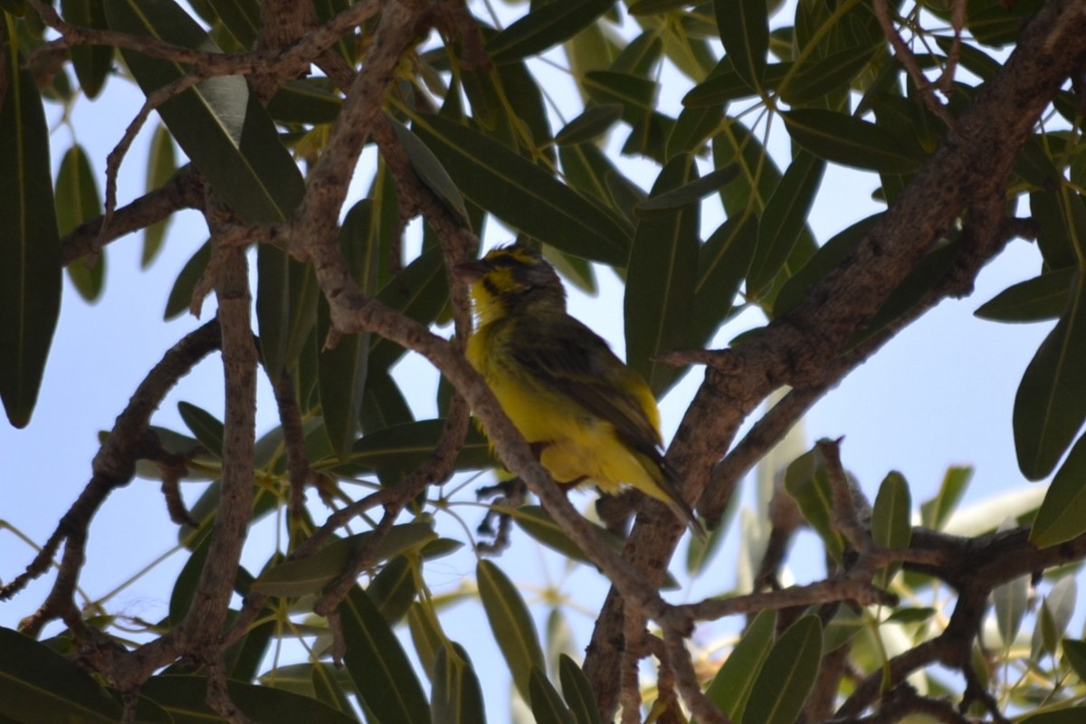 Yellow-fronted Canary - ML646868945