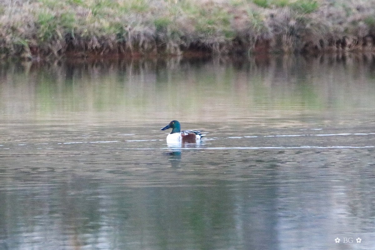 琵嘴鴨 - ML646868947