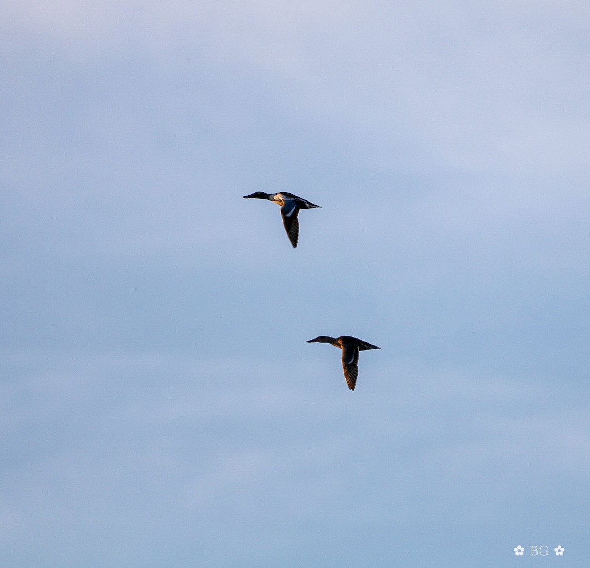 琵嘴鴨 - ML646868948