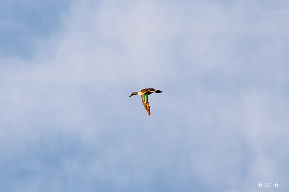 琵嘴鴨 - ML646868949