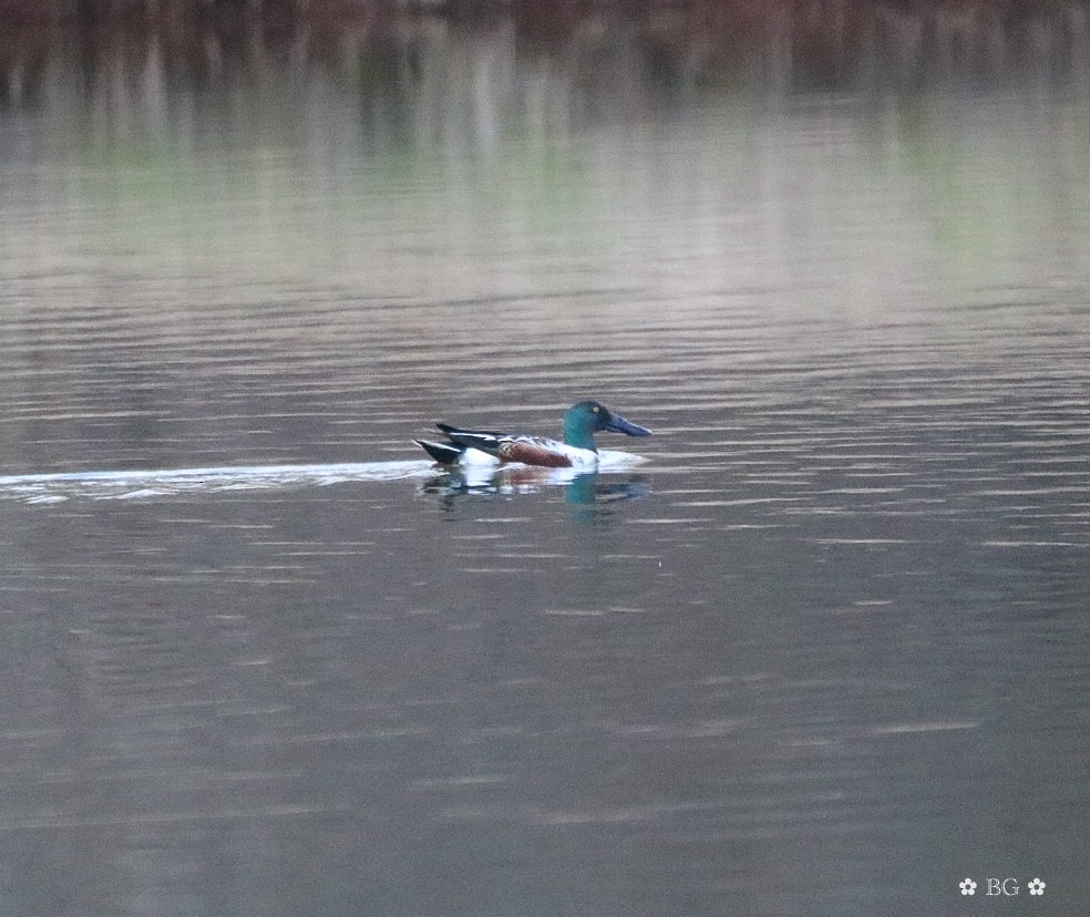 琵嘴鴨 - ML646868950