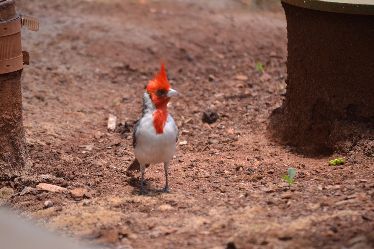 Пароарія чубата - ML646868951