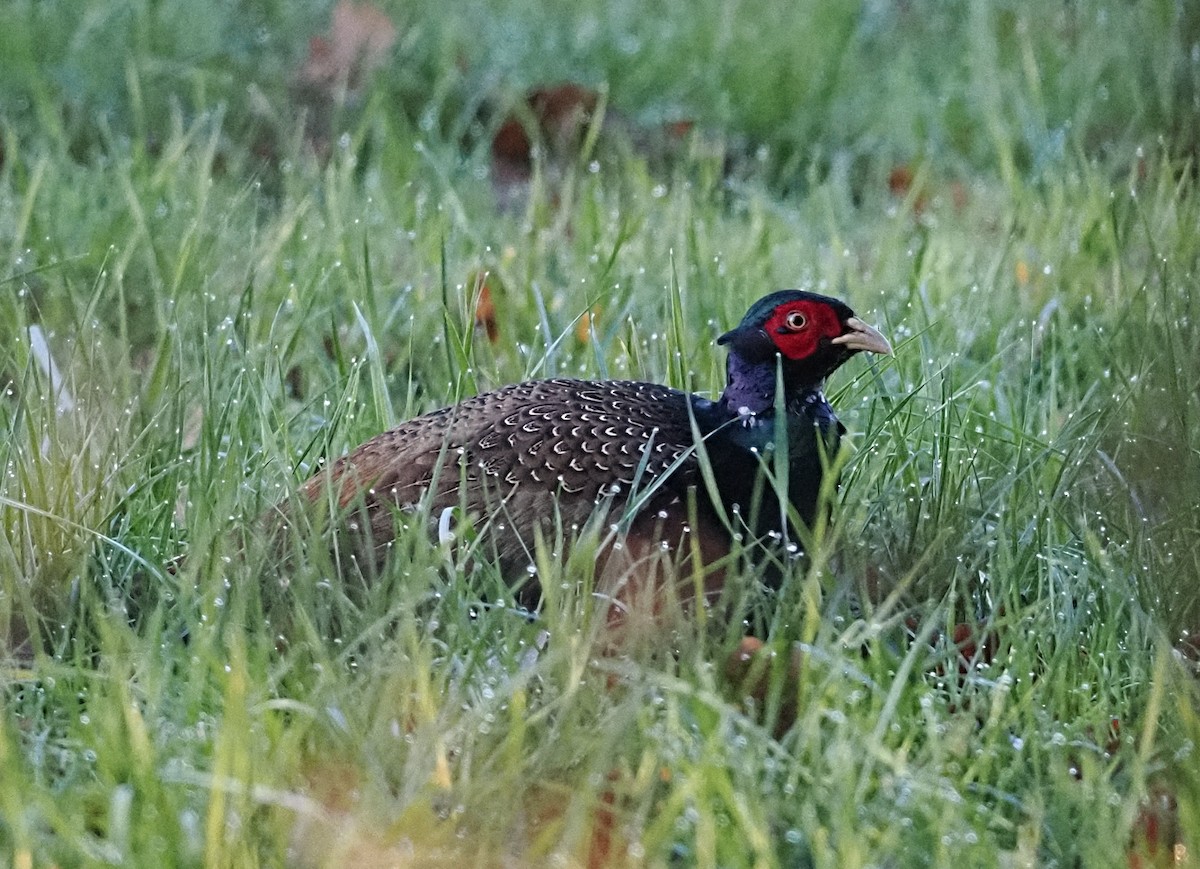 Фазан звичайний - ML646868952