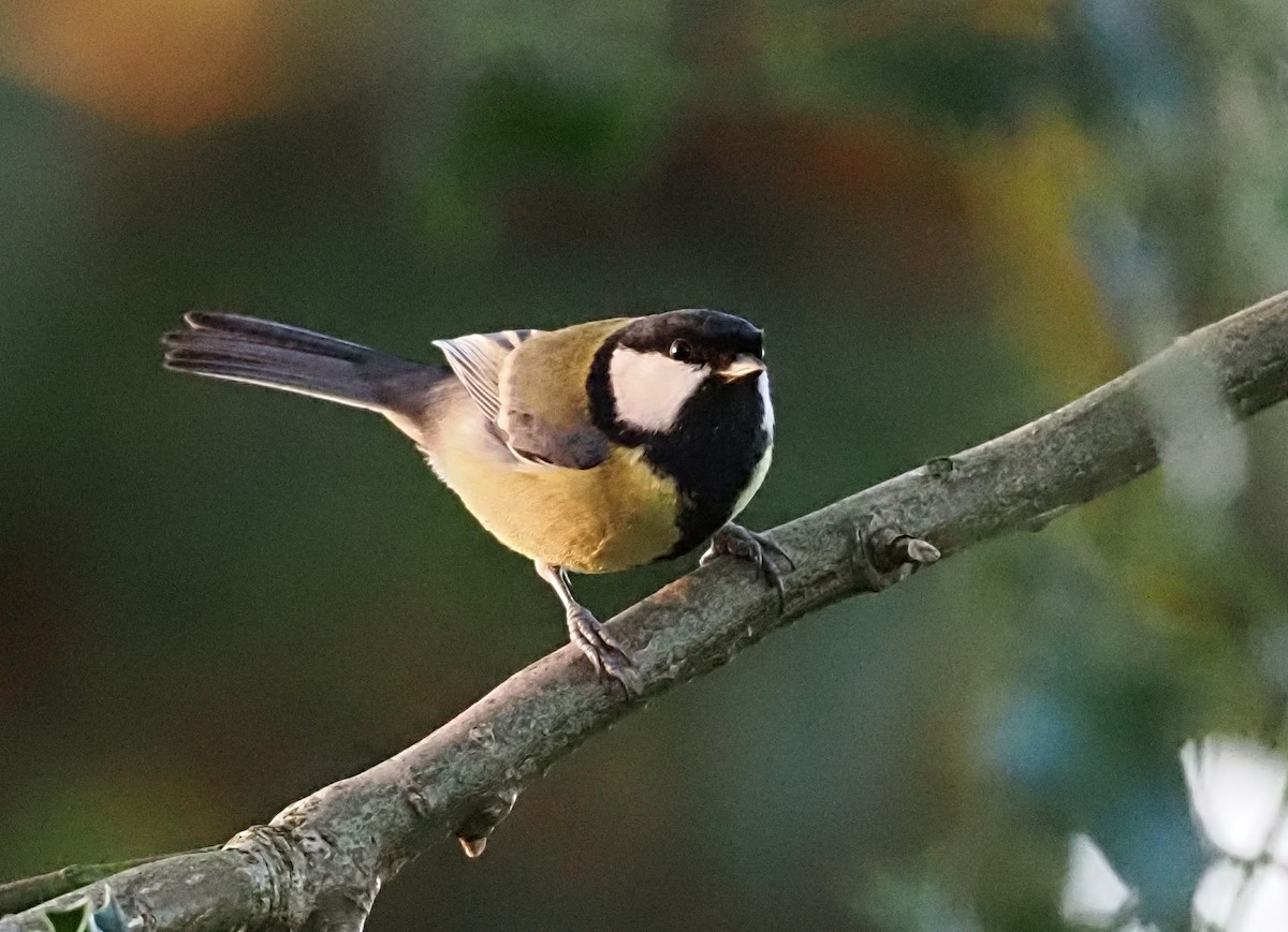 Синиця велика - ML646868958