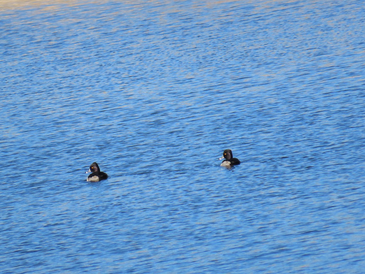 Чернь канадська - ML646868959