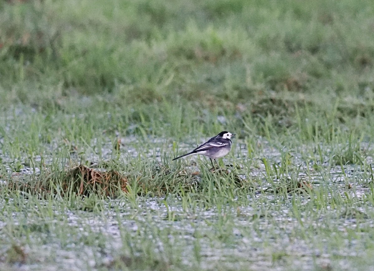 White Wagtail - ML646868961