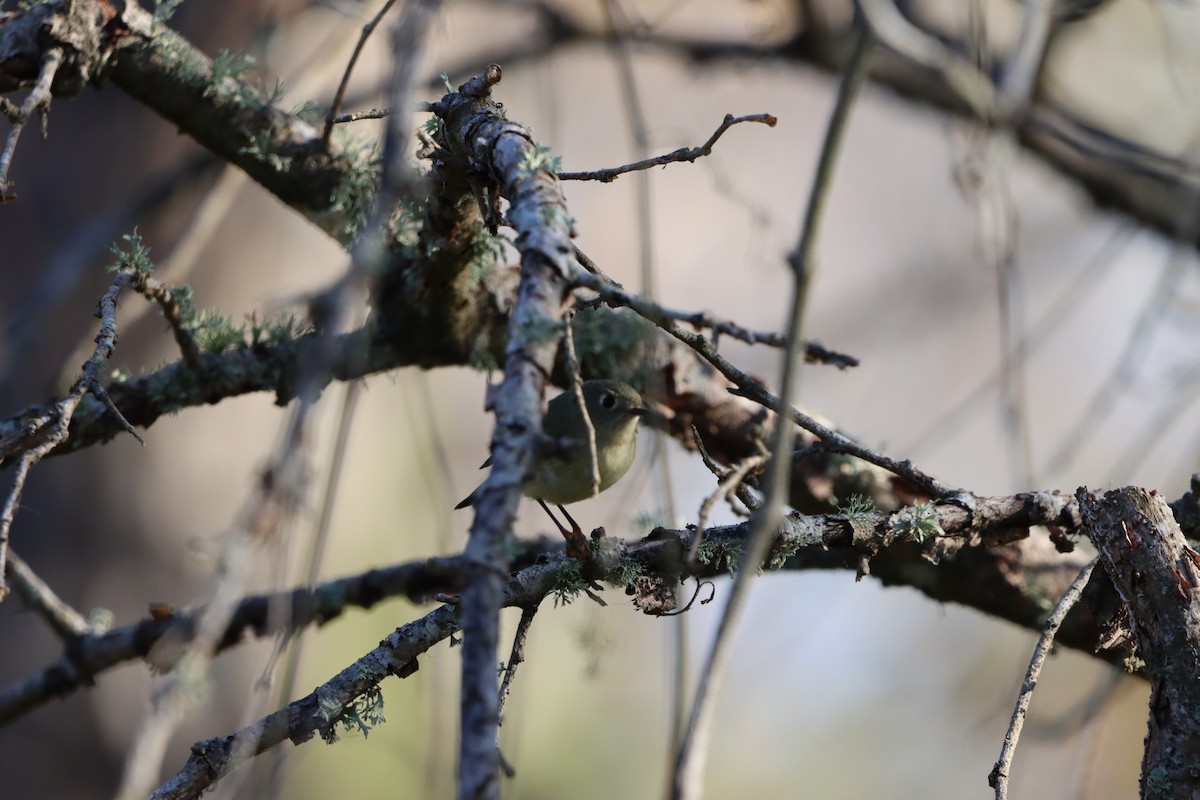 Золотомушка рубіновочуба - ML646868962