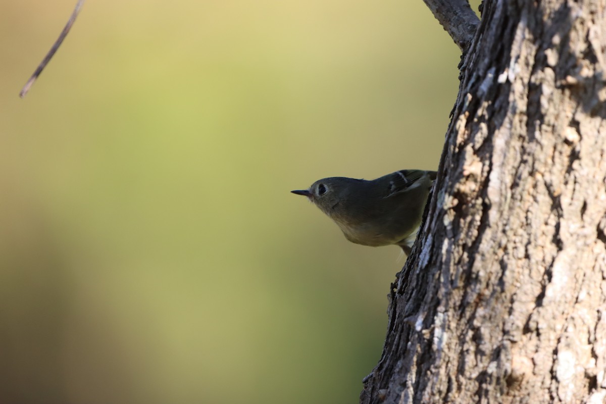 Золотомушка рубіновочуба - ML646868963