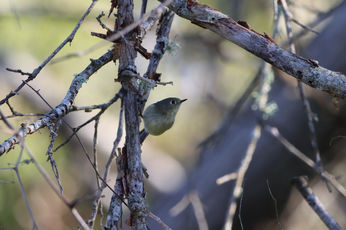 Золотомушка рубіновочуба - ML646868964