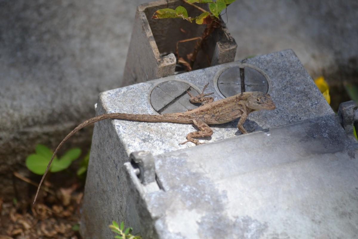 Brown Anole - ML646868965