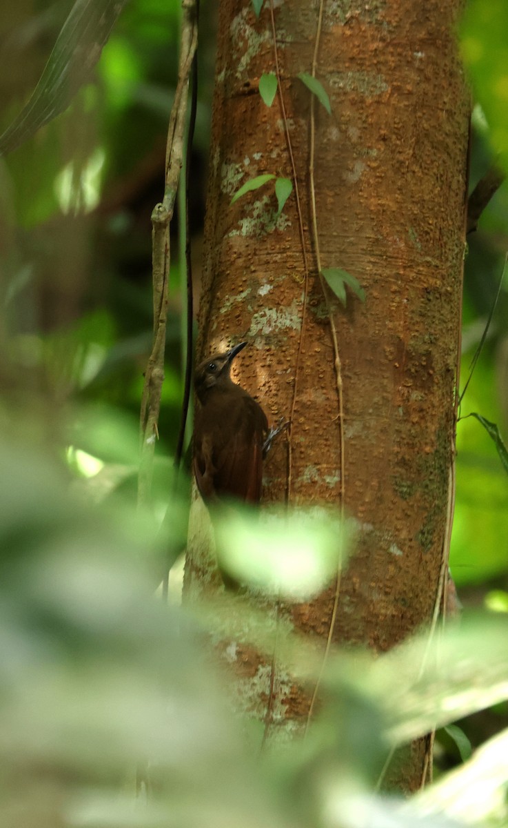 Грімпар сірощокий - ML646868967