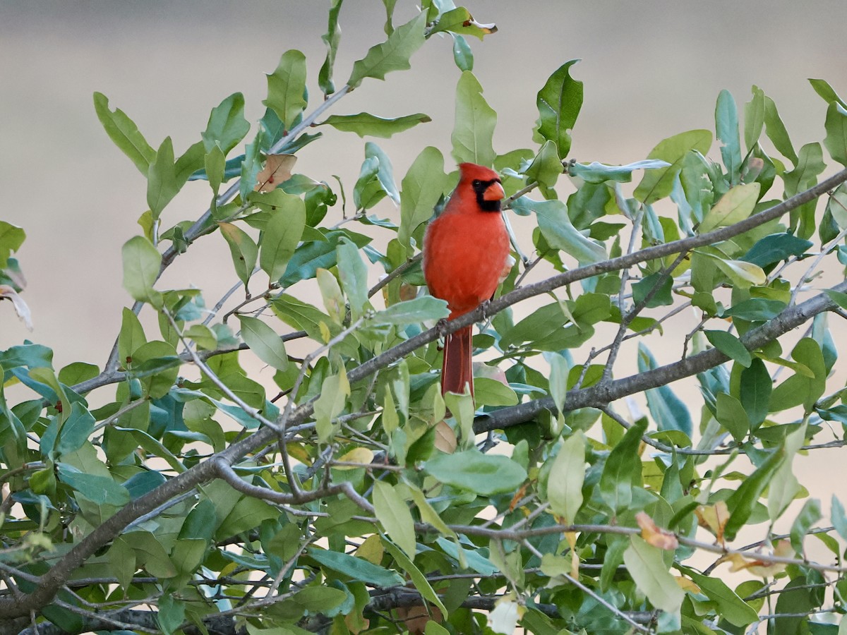 Кардинал червоний - ML646868968