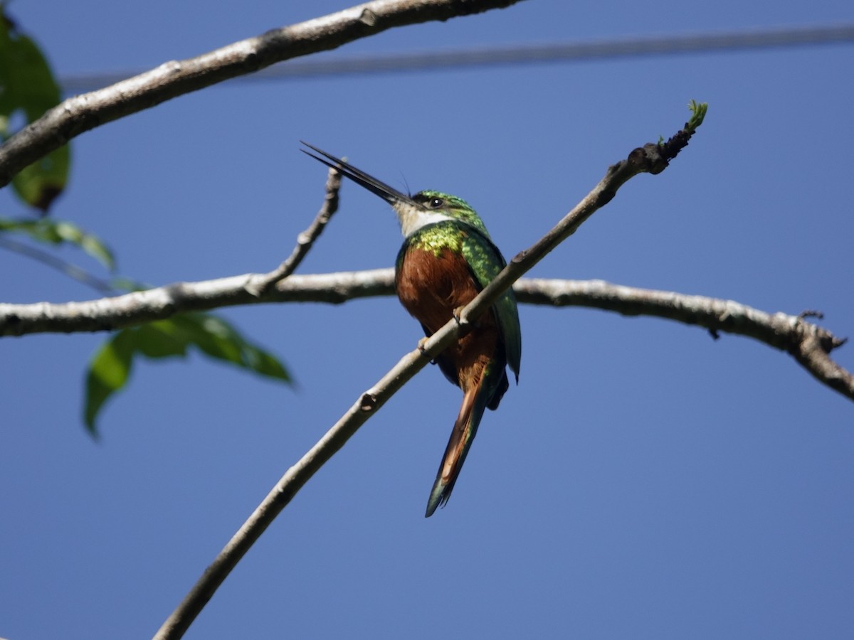 Якамара рудохвоста - ML646868969