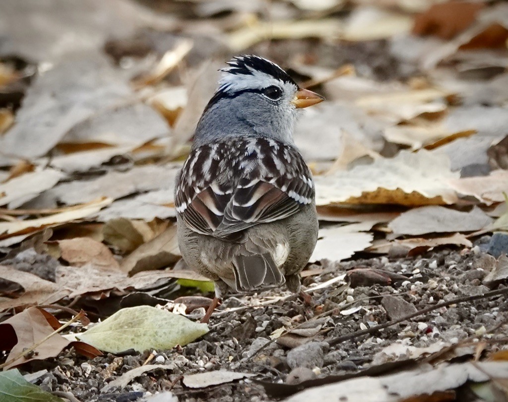 Бруант білобровий (підвид gambelii) - ML646868970