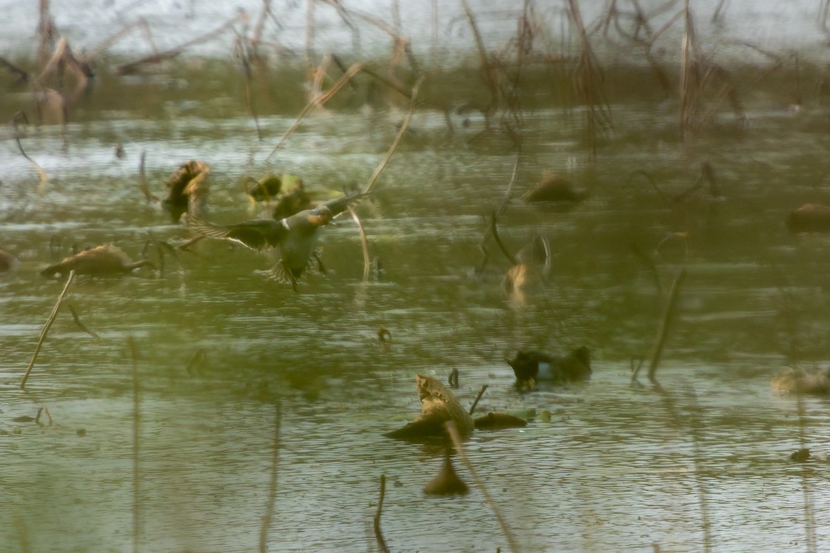 Чирянка мала - ML646868971