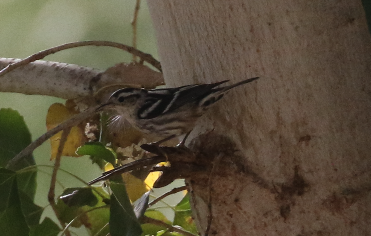Пісняр строкатий - ML646868975