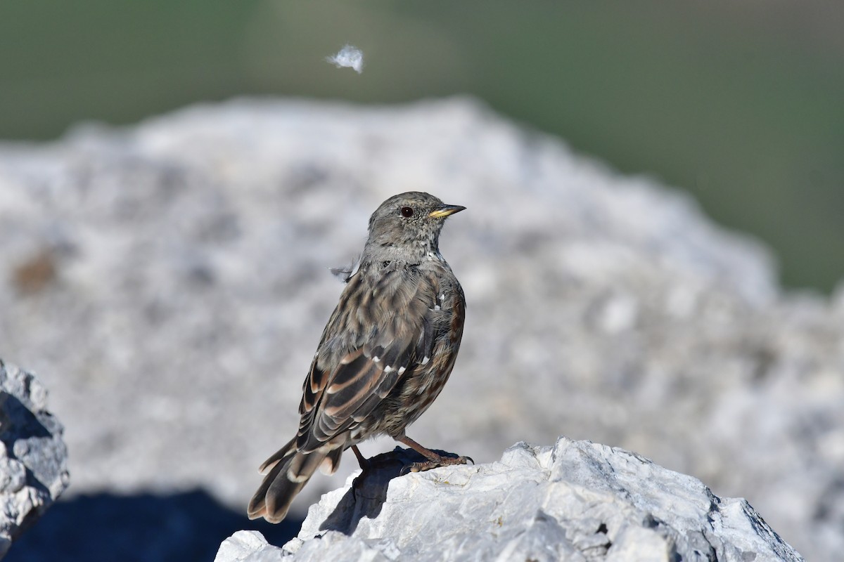 Тинівка альпійська - ML646868976