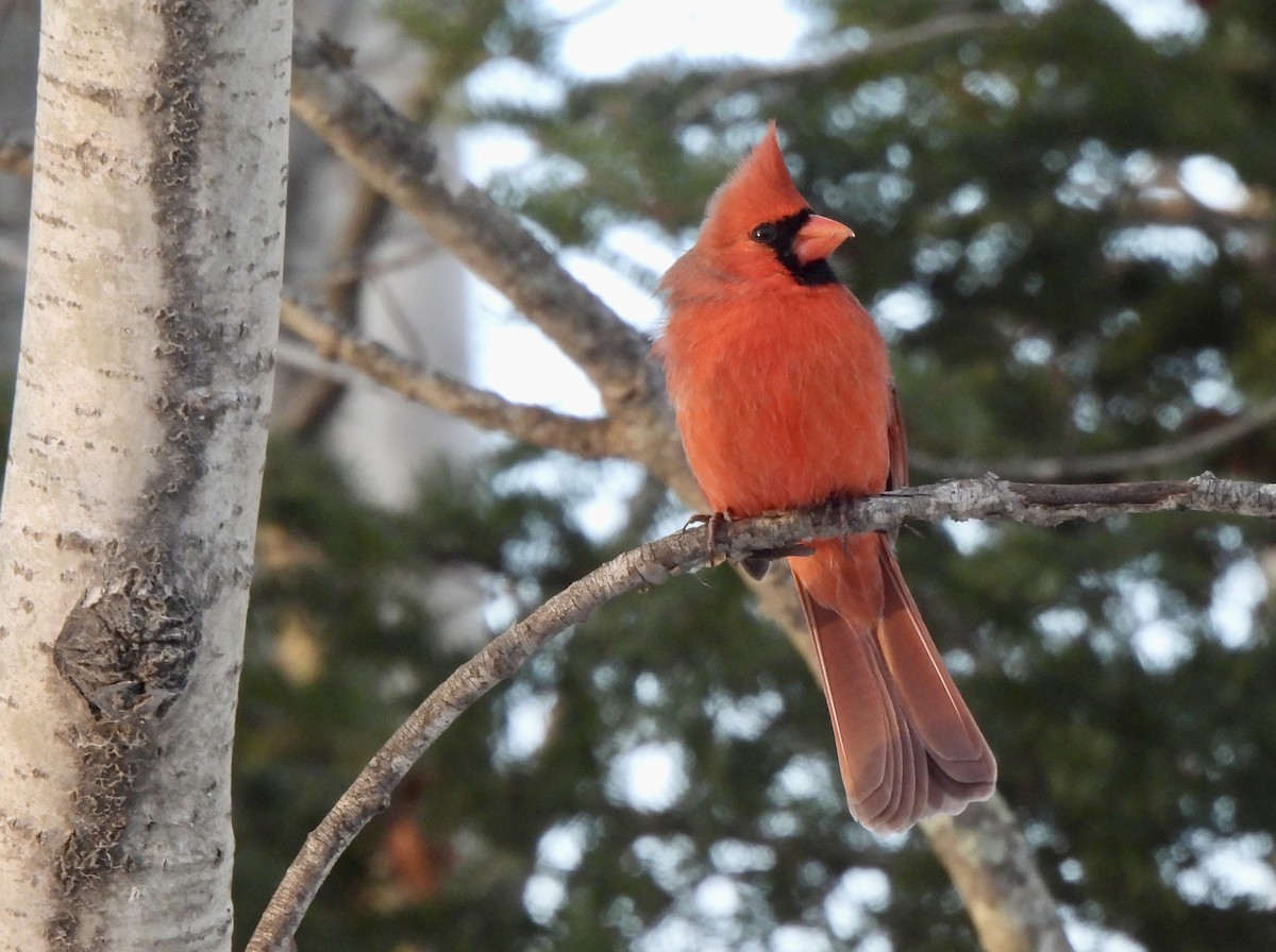 Кардинал червоний - ML646868978