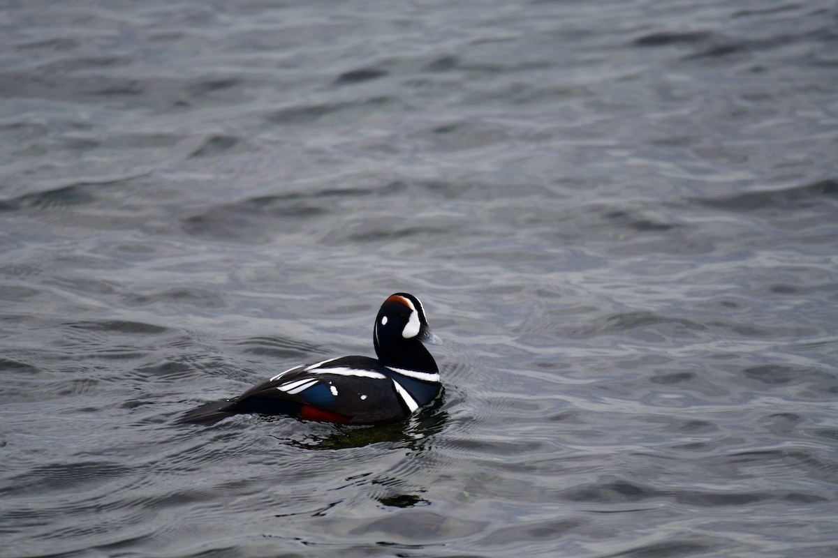 Каменярка - ML646868979