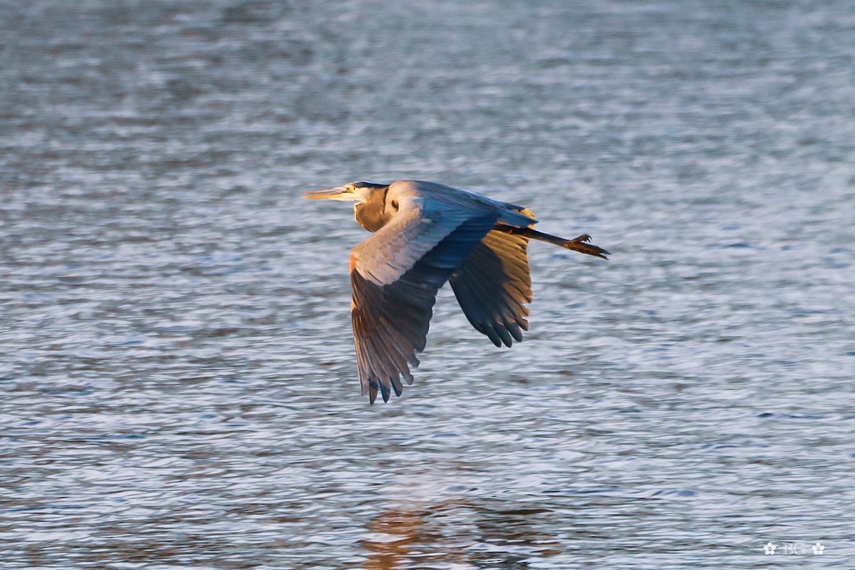 Чапля північна - ML646868980