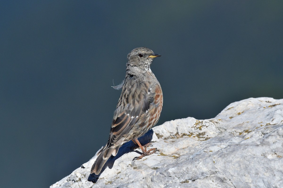 Тинівка альпійська - ML646868981