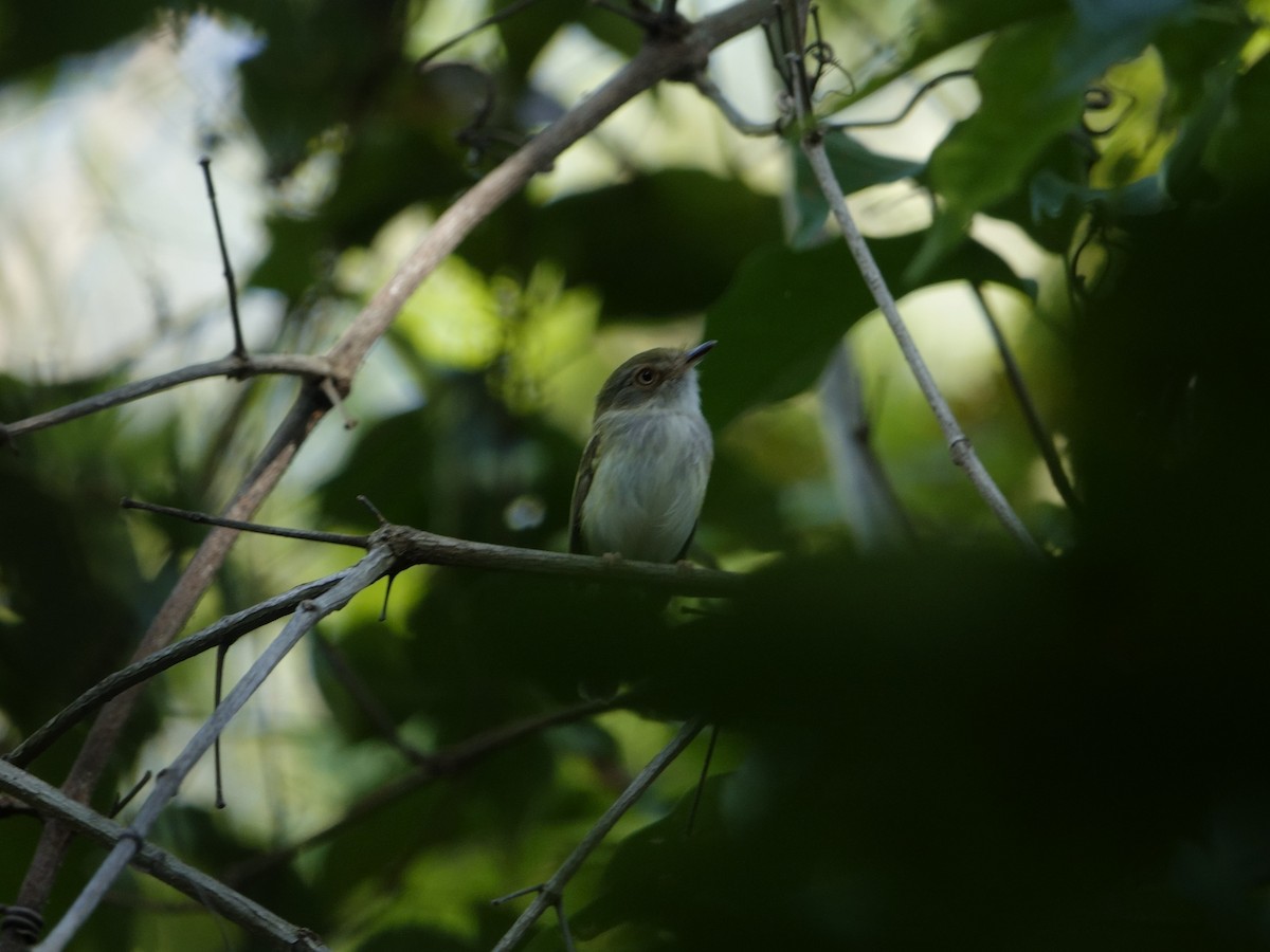 Тиранчик жовтоокий - ML646868982