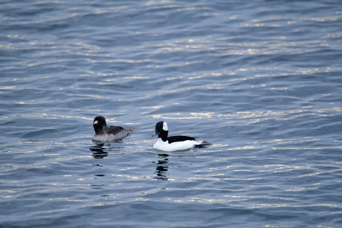 Гоголь малий - ML646868983