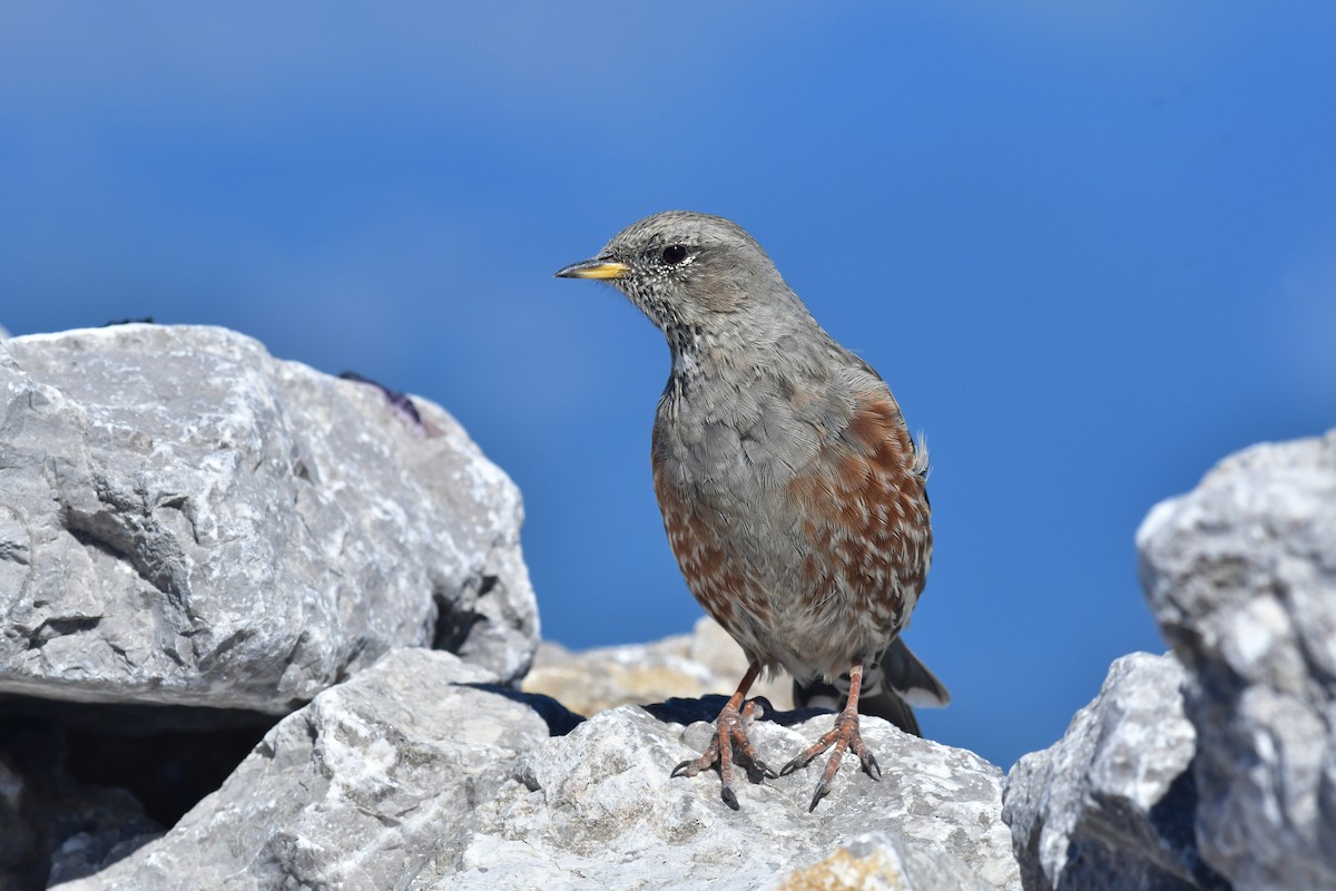 Тинівка альпійська - ML646868985