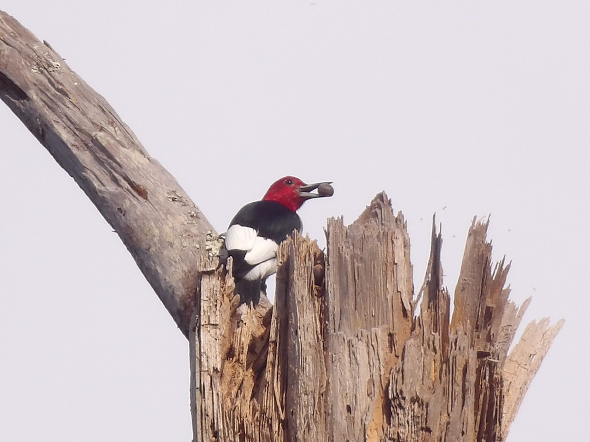 Гіла червоноголова - ML646868986