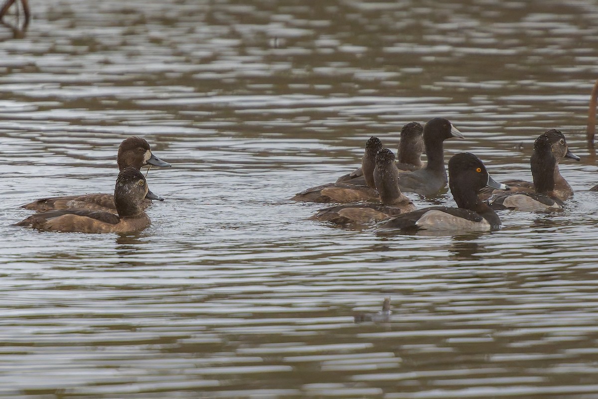 Чернь канадська - ML646868988