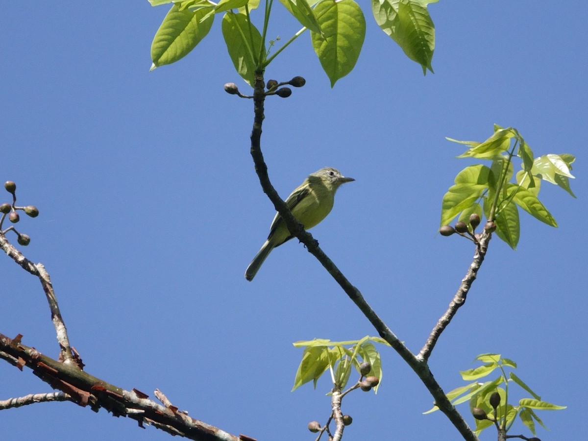 Мухоїд світлогорлий - ML646868989