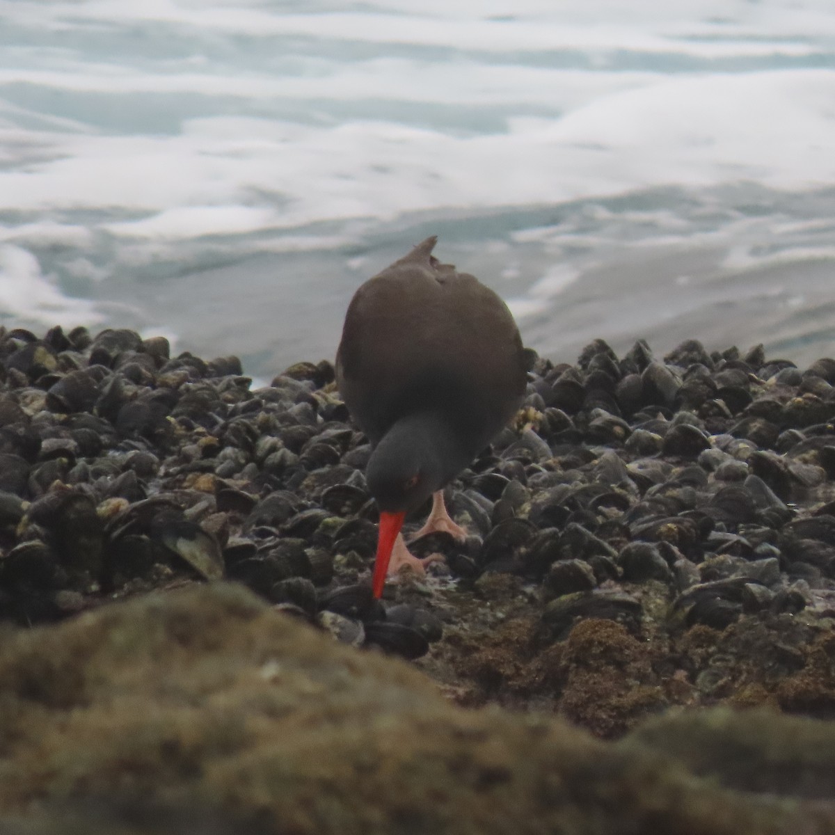 Кулик-сорока чорний - ML646868990