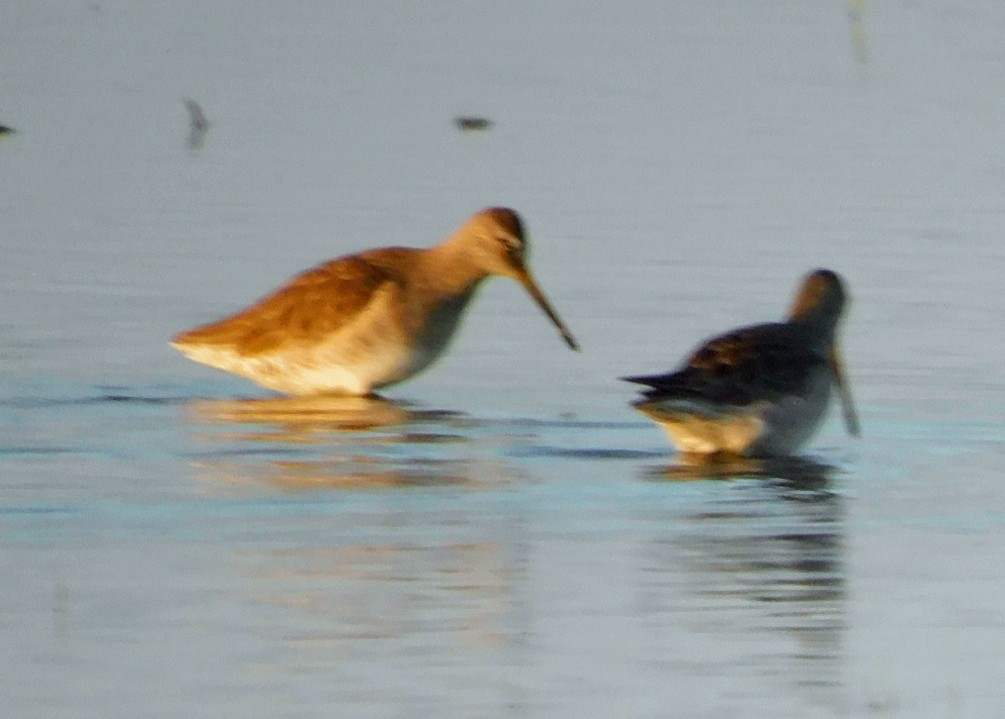 Неголь довгодзьобий - ML646868991