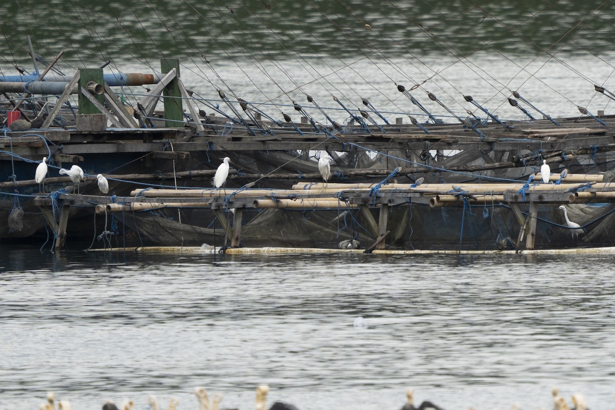 Seidenreiher - ML646868993